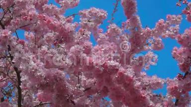 蜜蜂飞来采集樱桃树上的花粉